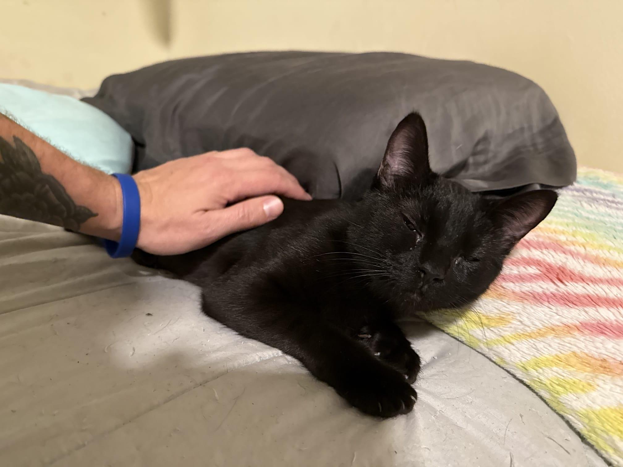 Enlarge Mama Kuro, a Adoptable American Shorthair in Chattanooga, TN image 3/5