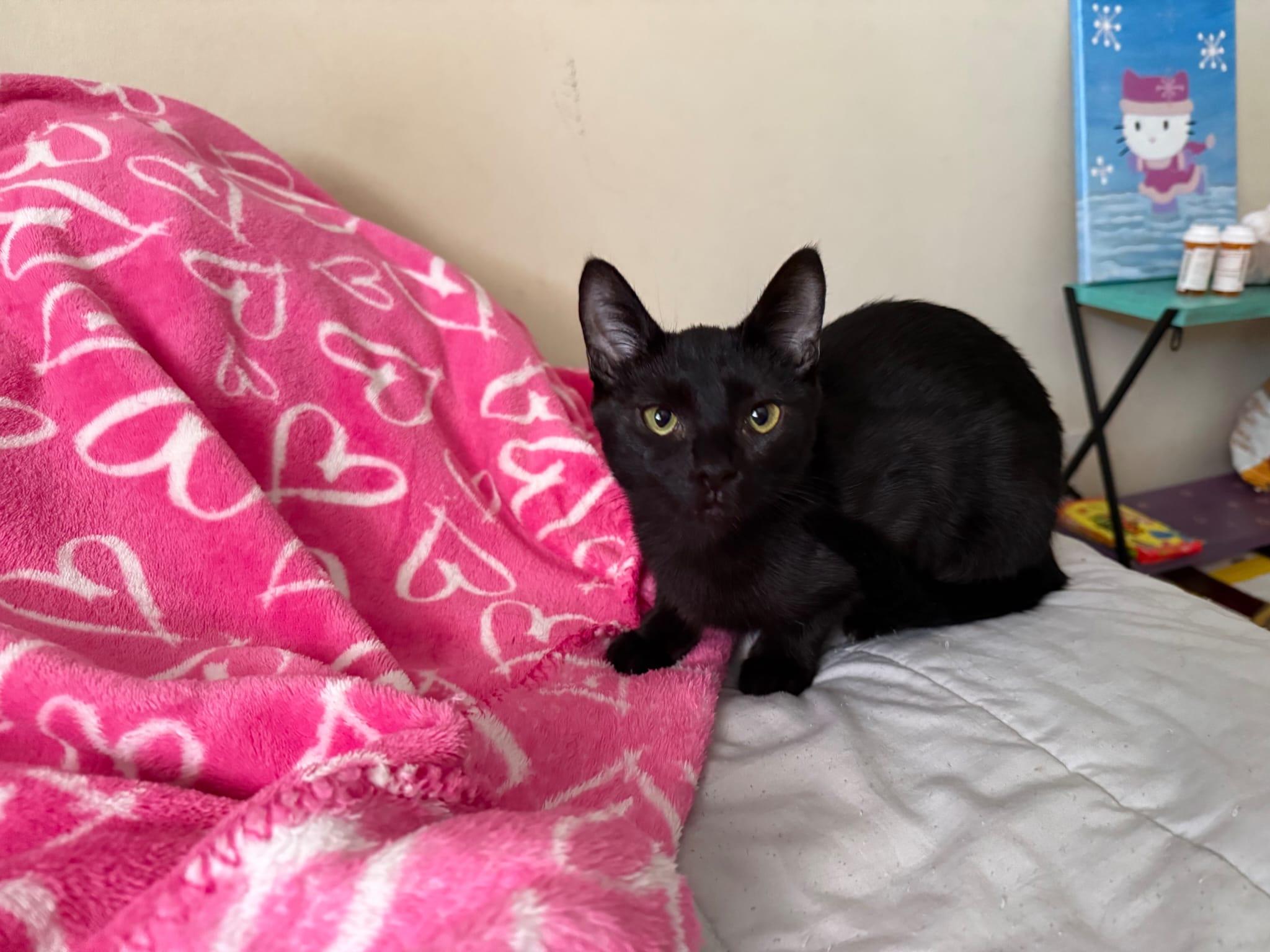 Enlarge Mama Kuro, a Adoptable American Shorthair in Chattanooga, TN image 5/5