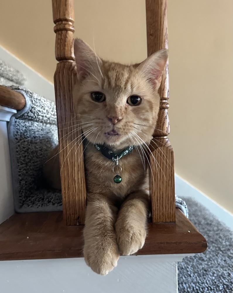 Maximus, Adoptable, Adult Male Domestic Short Hair & Tabby.