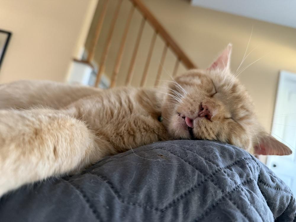 Enlarge Maximus, a Adoptable mixed breed in Emerald Isle, NC image 3/6