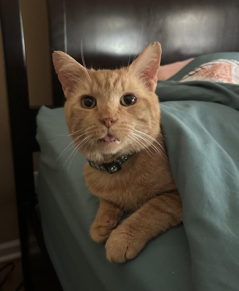 Enlarge Maximus, a Adoptable mixed breed in Emerald Isle, NC image 4/6