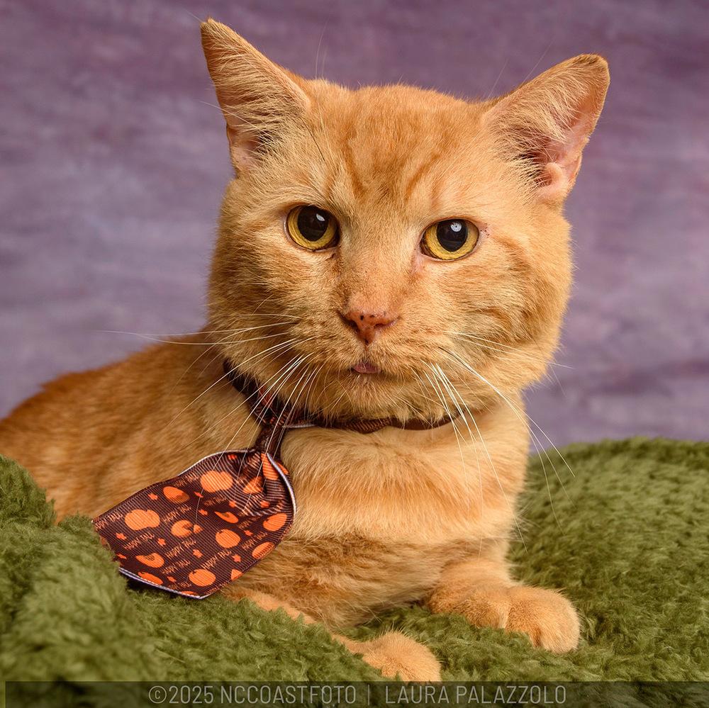 Enlarge Maximus, a Adoptable mixed breed in Emerald Isle, NC image 5/6