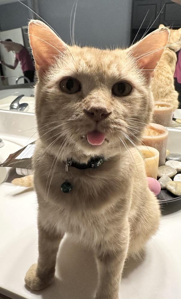 Enlarge Maximus, a Adoptable mixed breed in Emerald Isle, NC image 6/6