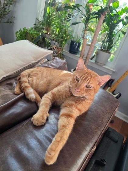 Frie, Adoptable, Adult Male Domestic Short Hair & Domestic Short Hair.