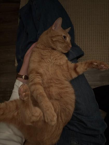 Enlarge Frie, a Adoptable Domestic Short Hair in Memphis, TN image 2/3