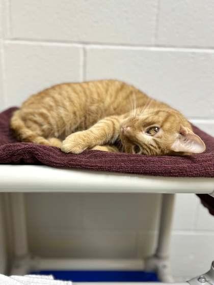 Enlarge Frie, a Adoptable Domestic Short Hair in Memphis, TN image 3/3
