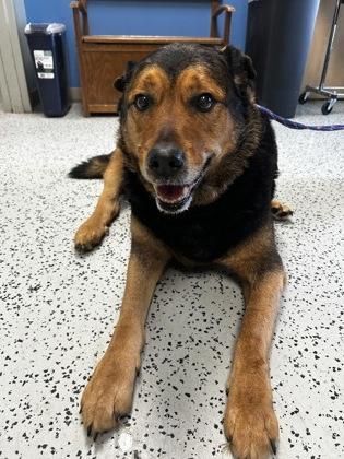 Enlarge Stella, an adopted mixed breed in Bellaire, MI image 1/1