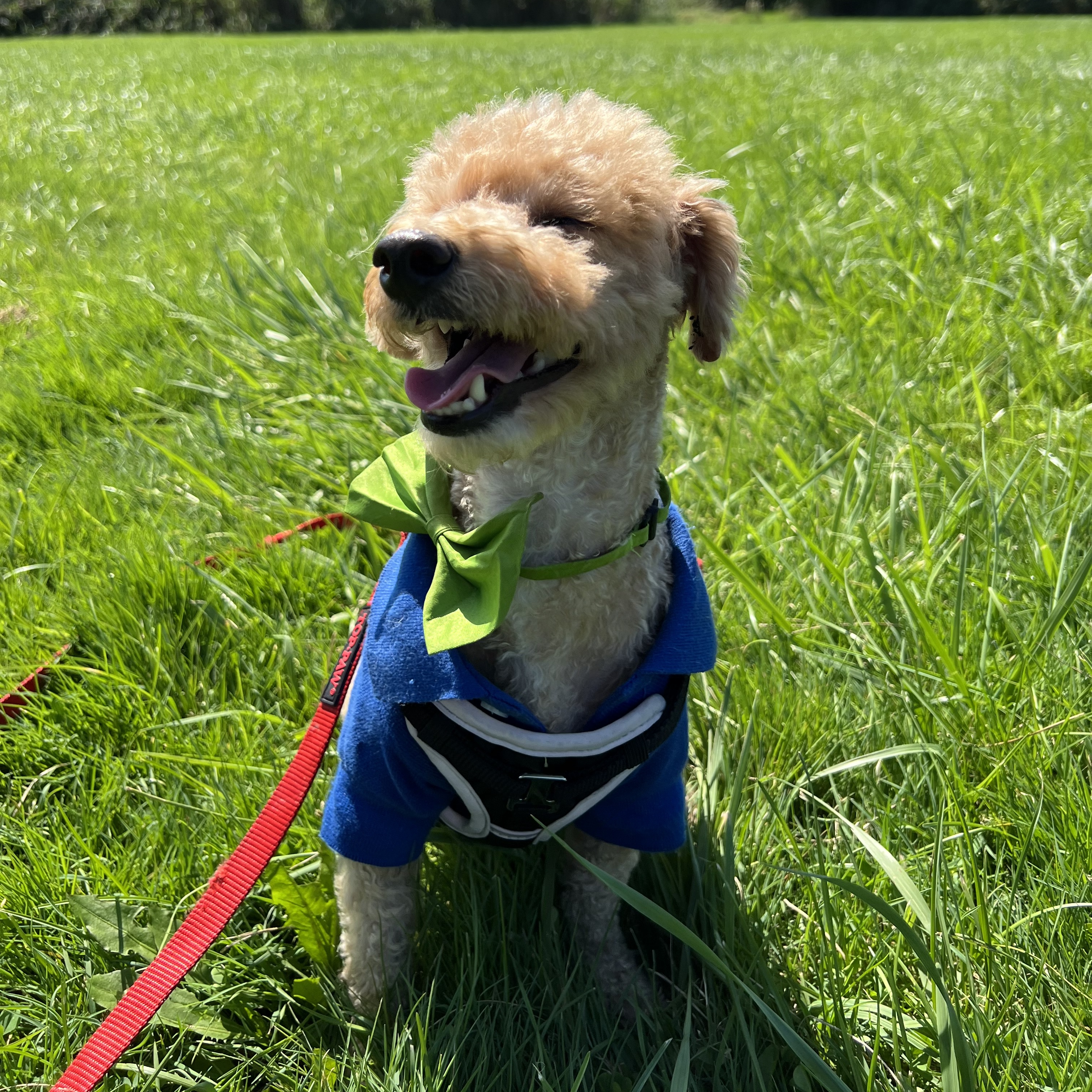 Bear, a Adopted Poodle (Toy) in Wrightstown, NJ image 4/6