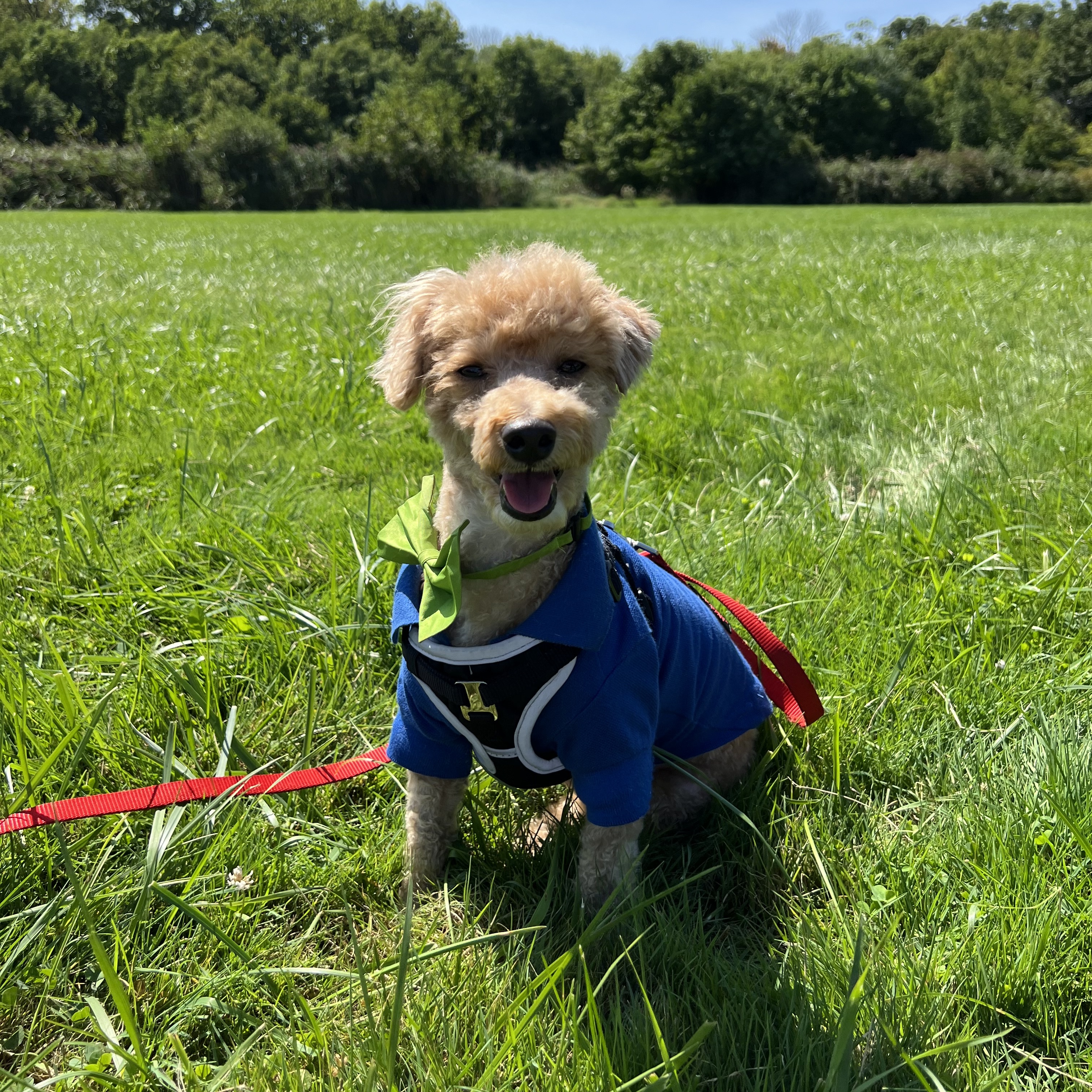 Bear, a Adopted Poodle (Toy) in Wrightstown, NJ image 1/6