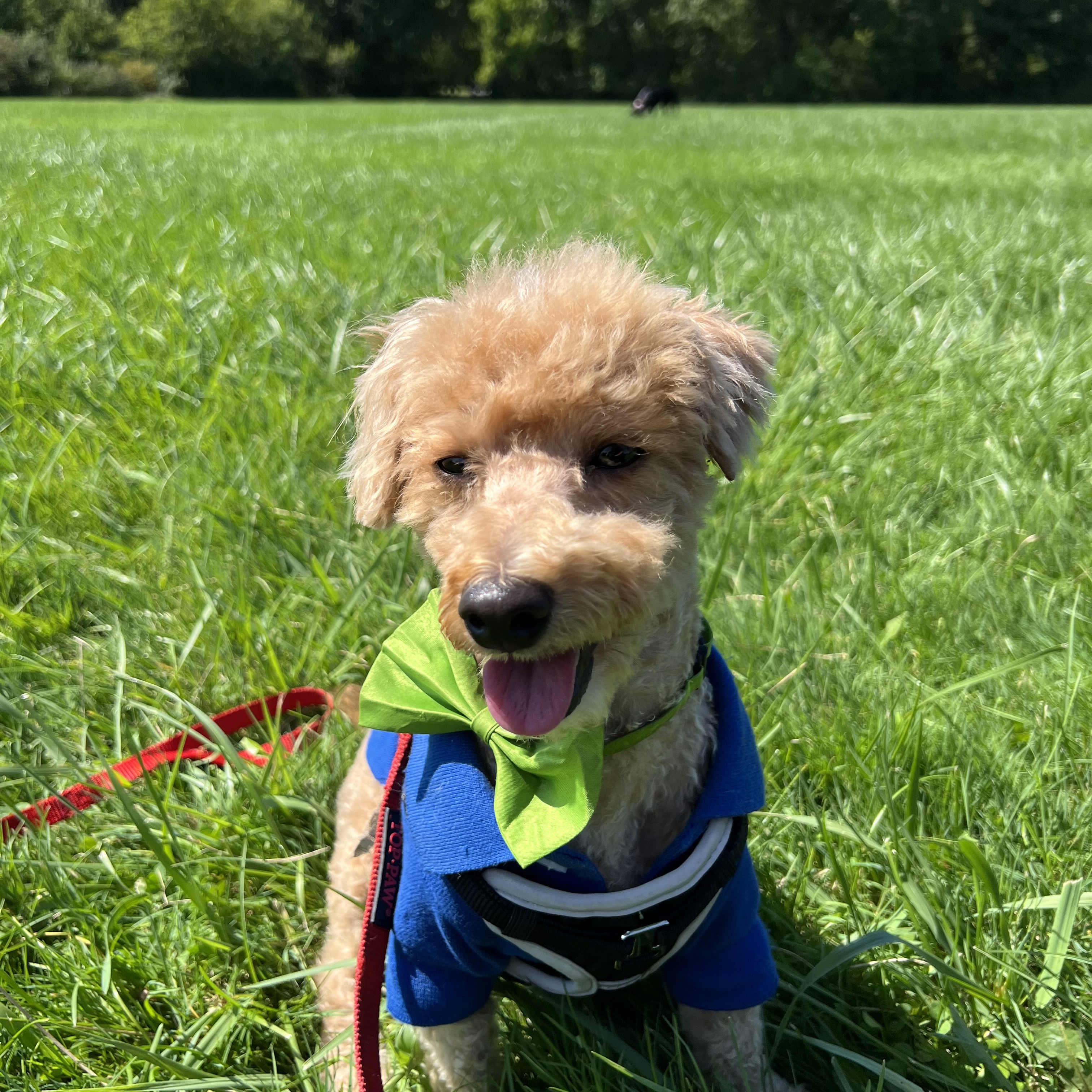 Bear, a Adopted Poodle (Toy) in Wrightstown, NJ image 3/6