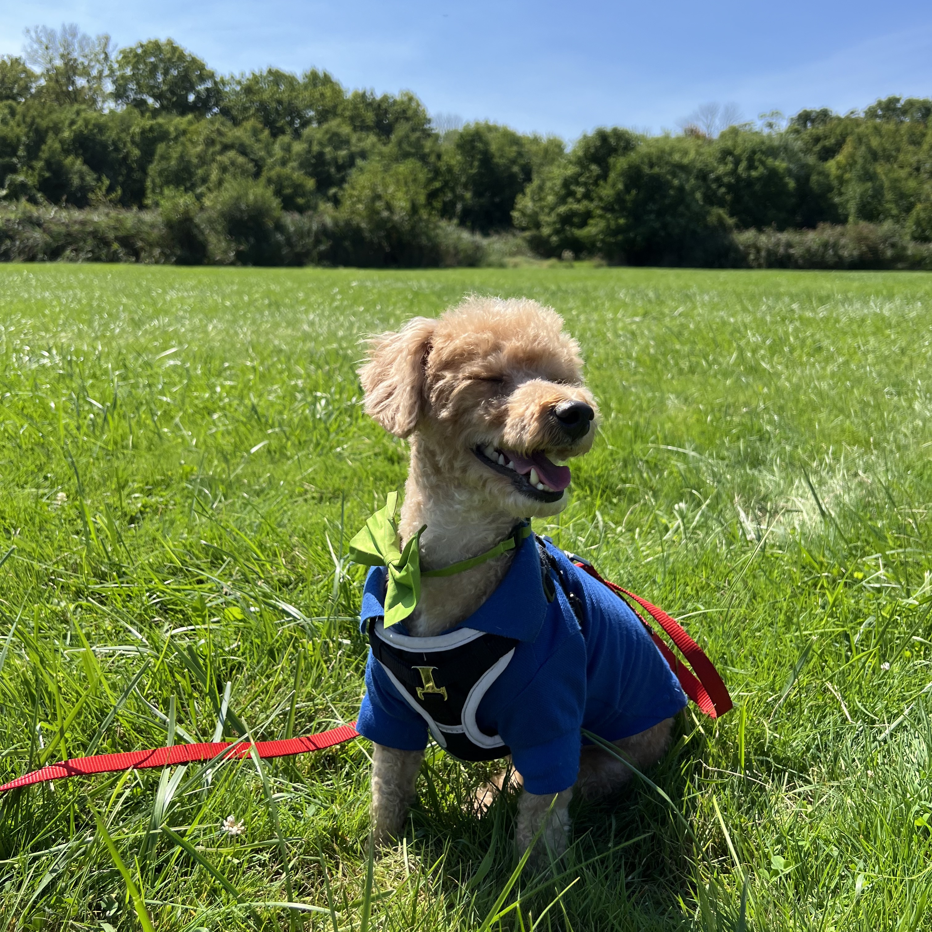 Bear, a Adopted Poodle (Toy) in Wrightstown, NJ image 2/6