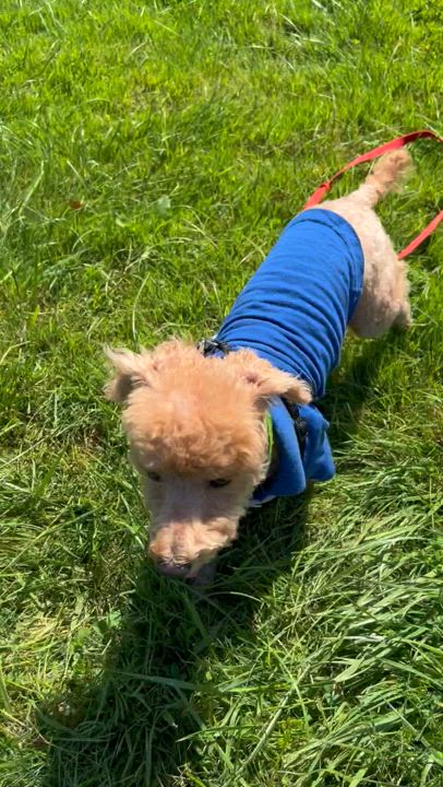 Enlarge Bear, a Adopted Poodle (Toy) in Wrightstown, NJ video 6/6