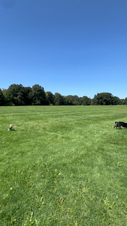 Enlarge Bear, a Adopted Poodle (Toy) in Wrightstown, NJ video 5/6