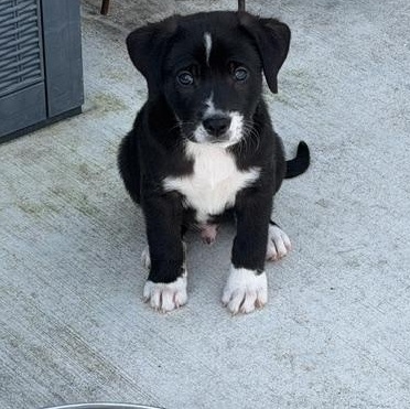 Sheldon, ADOPTABLE, Puppy Male Mixed Breed.