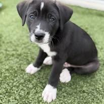 Enlarge Sheldon, a ADOPTABLE Mixed Breed in LEHIGH ACRES, FL image 5/5