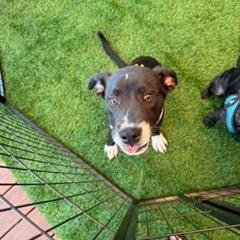 Enlarge Sheldon, an adoption pending Mixed Breed in LEHIGH ACRES, FL image 5/6