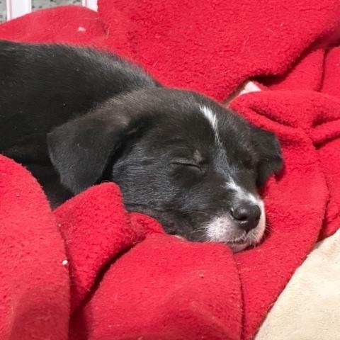 Sheldon, a ADOPTABLE Mixed Breed in LEHIGH ACRES, FL image 2/4