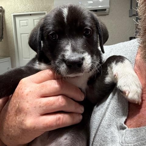 Sheldon, a ADOPTABLE Mixed Breed in LEHIGH ACRES, FL image 3/4