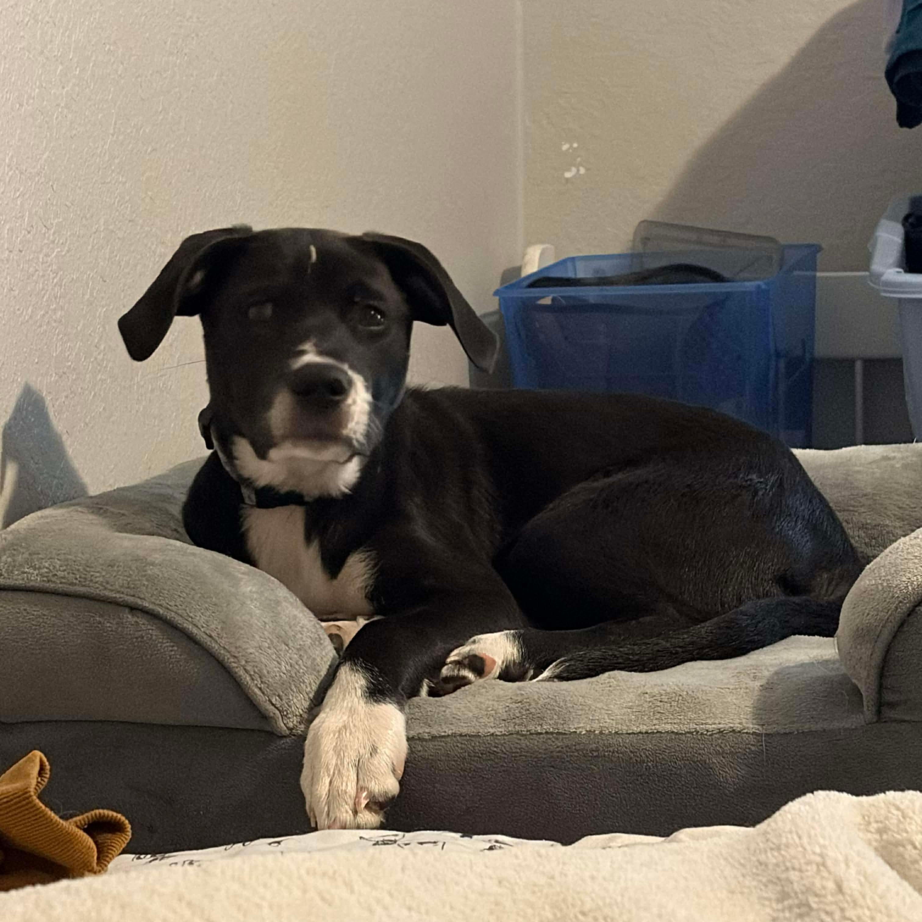 Sheldon, ADOPTABLE, Puppy Male Mixed Breed.