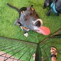 Enlarge Sheldon, an adoption pending Mixed Breed in LEHIGH ACRES, FL image 6/6