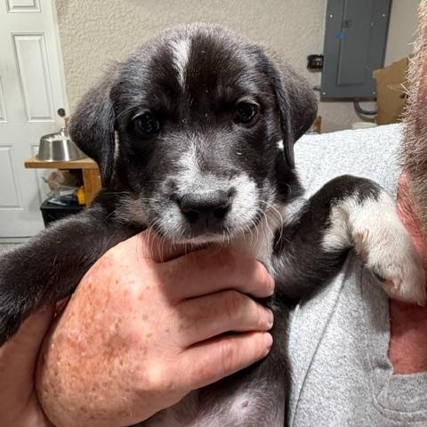 Sheldon, a ADOPTABLE Mixed Breed in LEHIGH ACRES, FL image 4/4