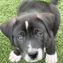 Enlarge Sheldon, a ADOPTABLE Mixed Breed in LEHIGH ACRES, FL image 1/5