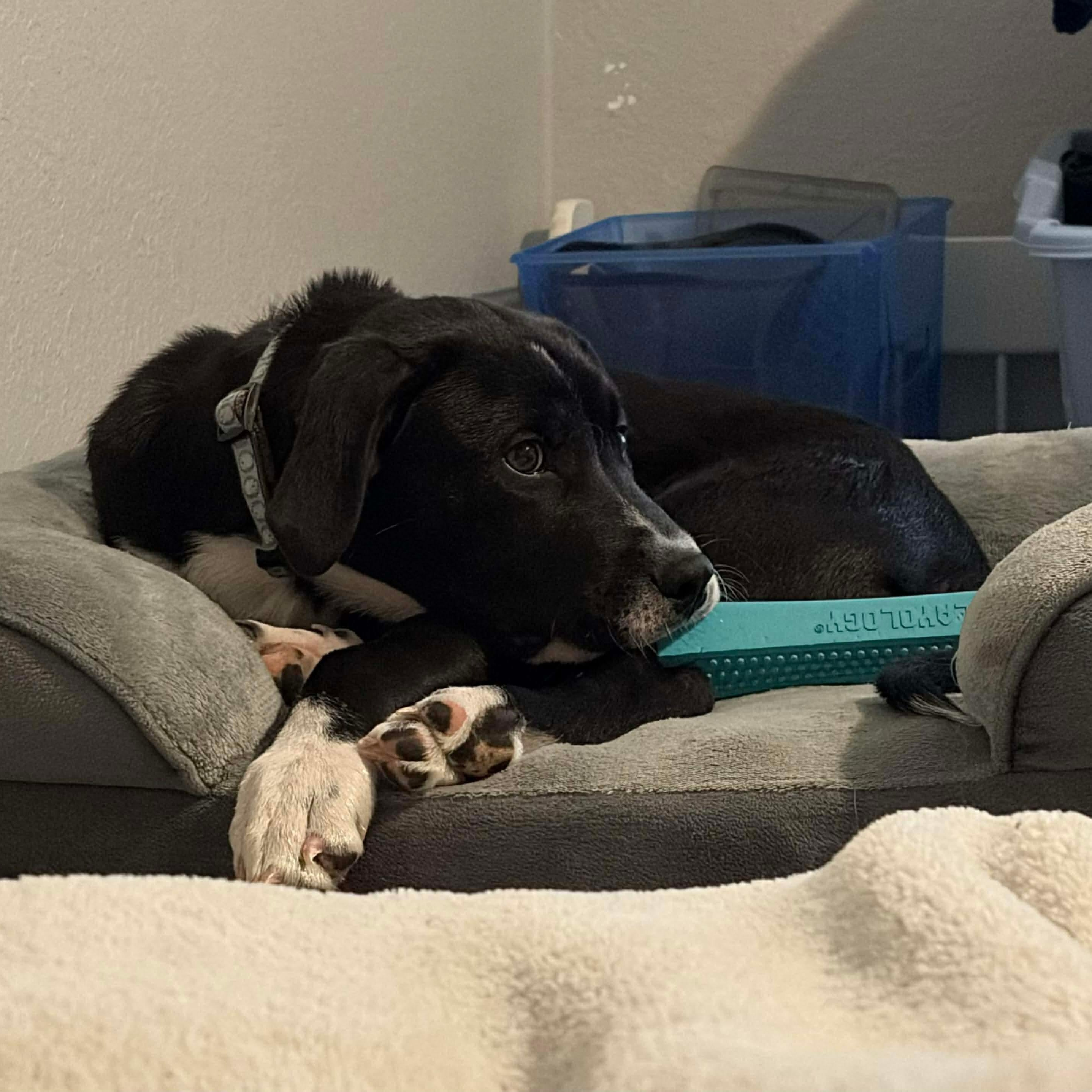 Enlarge Sheldon, a ADOPTABLE Mixed Breed in LEHIGH ACRES, FL image 5/5