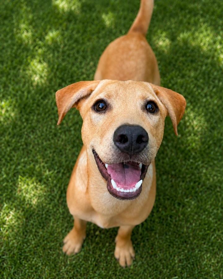 Enlarge Auburn, a Adoptable mixed breed in Lindenhurst, NY image 1/1