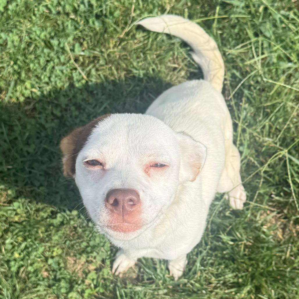 Judy Hopps, Adoptable, Adult Female Chihuahua & Mixed Breed.
