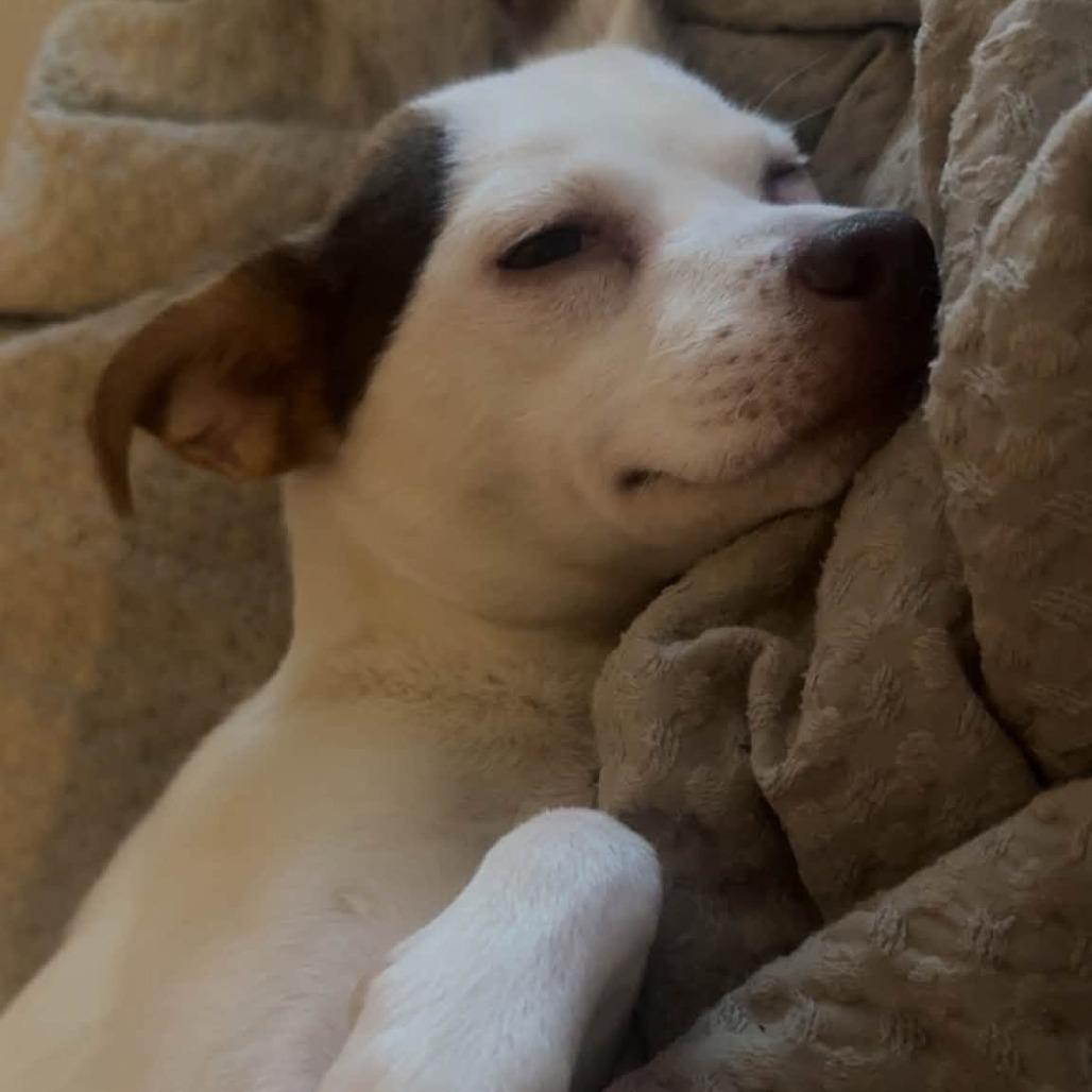 Enlarge Judy Hopps, a Adoptable mixed breed in Cincinnati, OH image 2/4