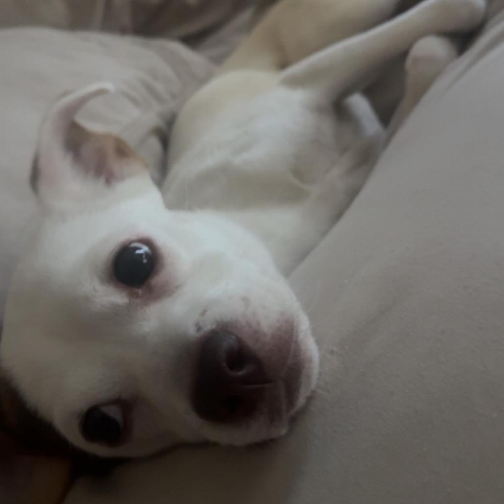 Enlarge Judy Hopps, a Adoptable mixed breed in Cincinnati, OH image 3/4