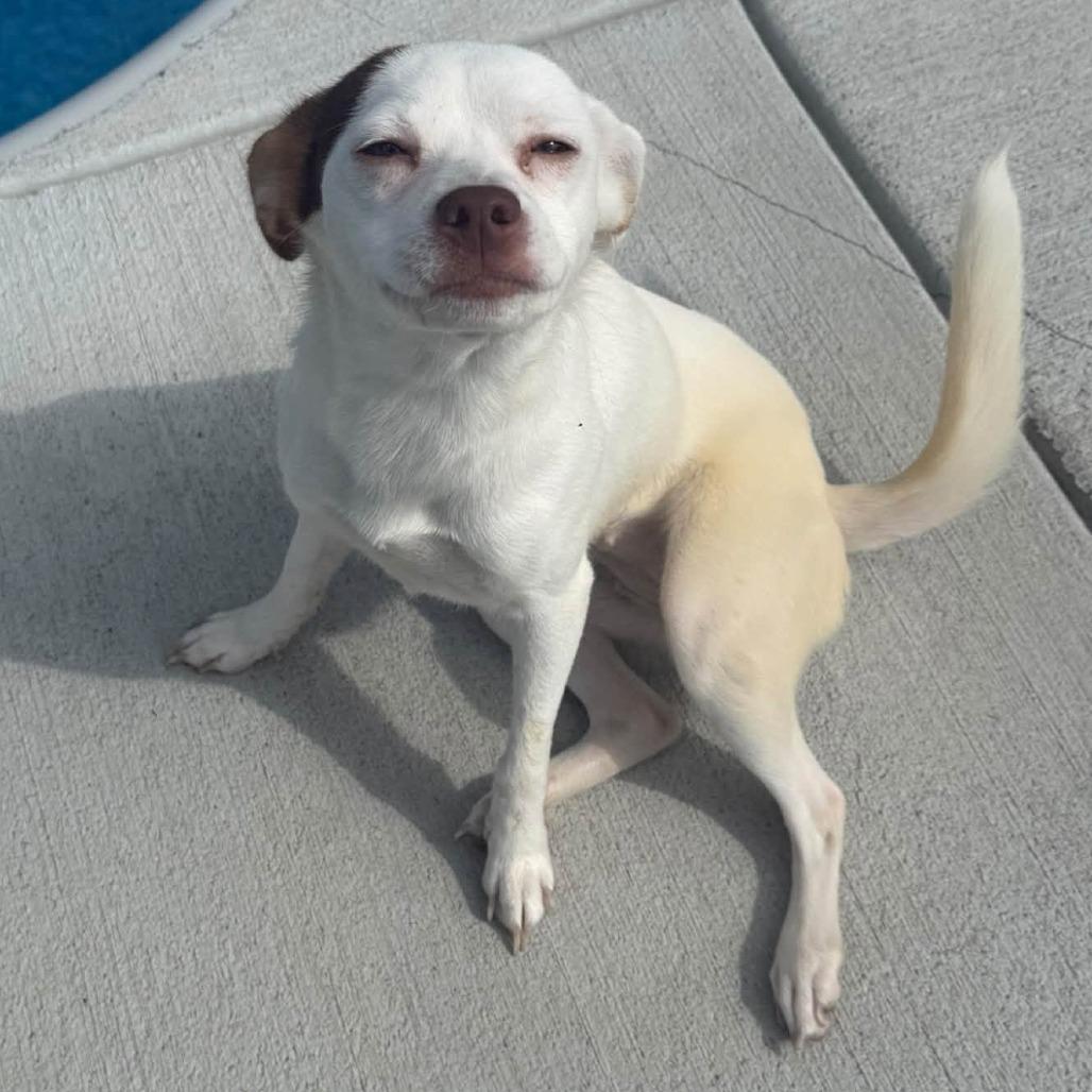 Enlarge Judy Hopps, a Adoptable mixed breed in Cincinnati, OH image 4/4