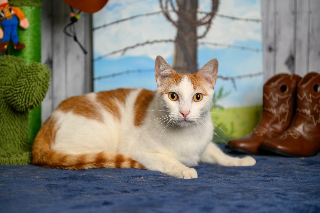 Frankie, Adoptable, Adult Male Domestic Short Hair.