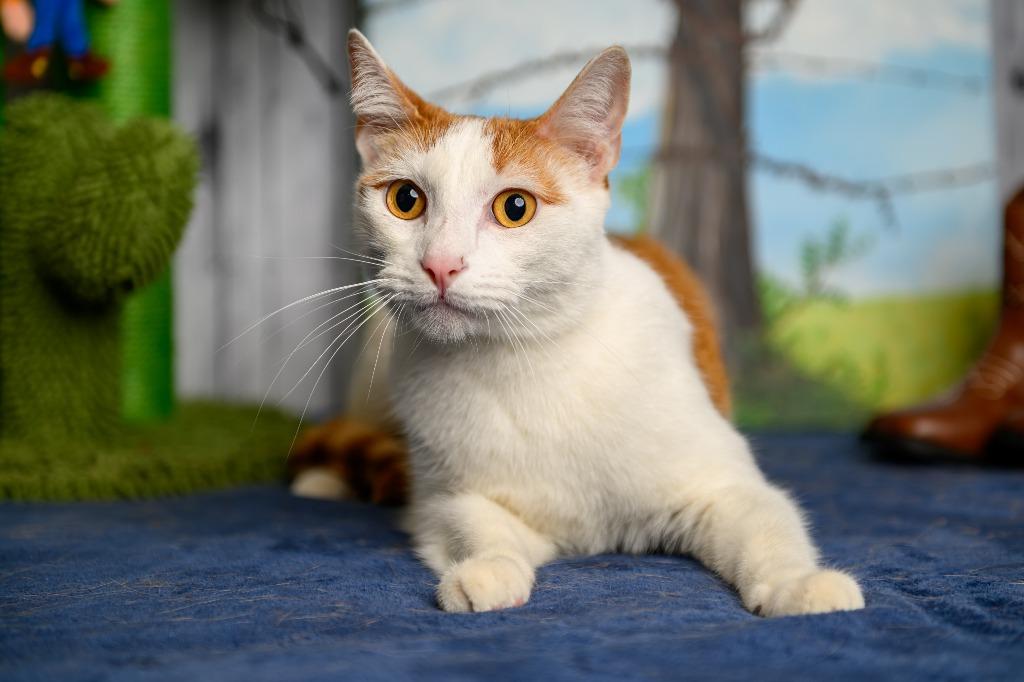 Enlarge Frankie, a Adoptable mixed breed in Roanoke, TX image 2/3