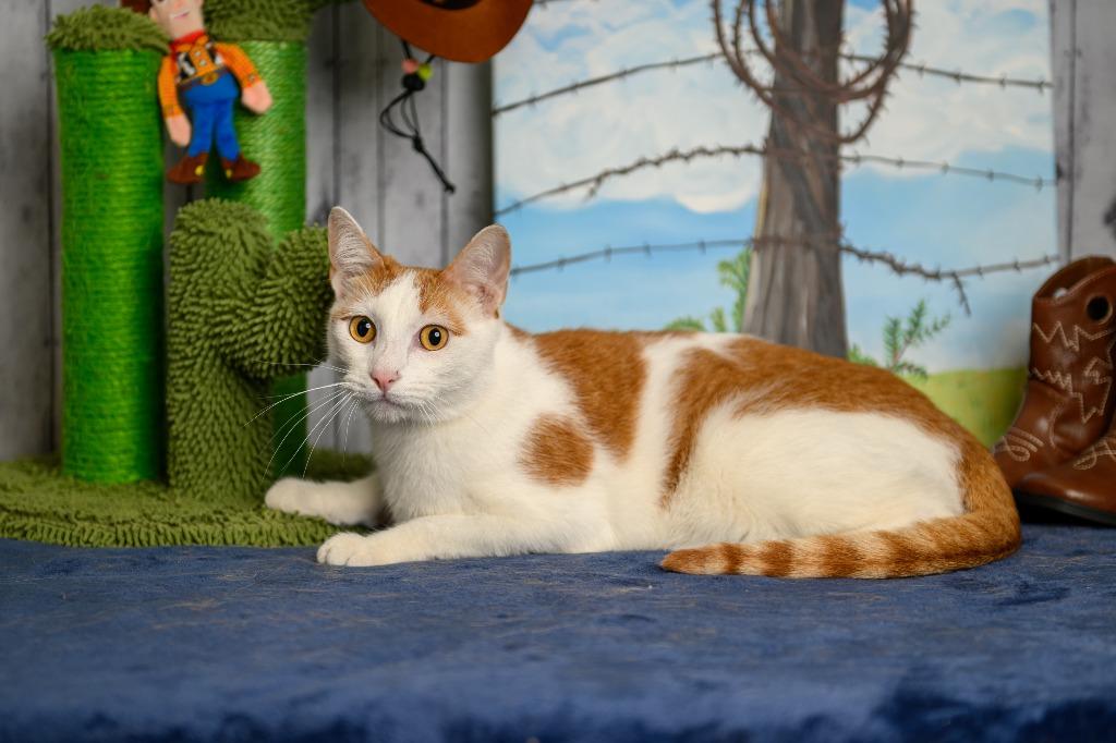 Enlarge Frankie, a Adoptable mixed breed in Roanoke, TX image 3/3