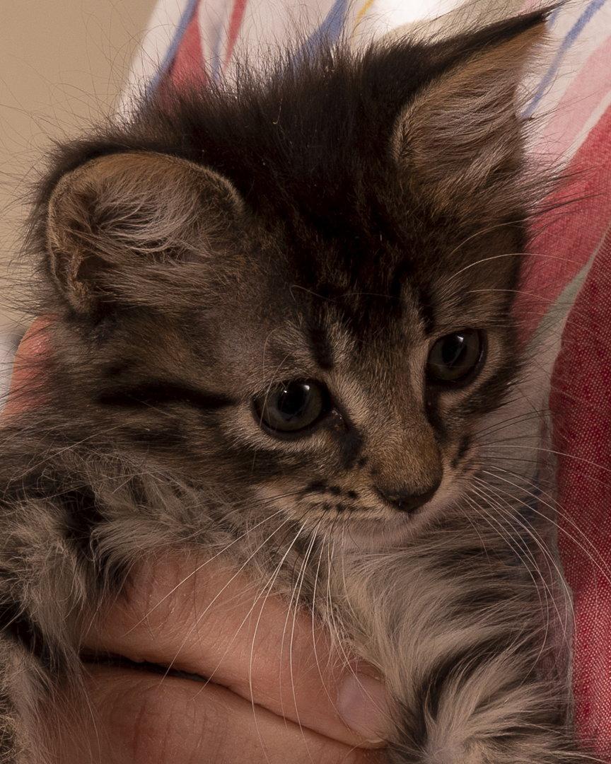 Star, Adopted, Young Female Domestic Short Hair.