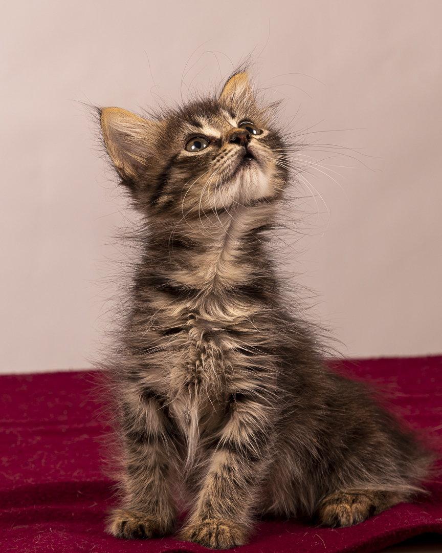 Enlarge Star, a Adopted Domestic Short Hair in Rowlett, TX image 2/3