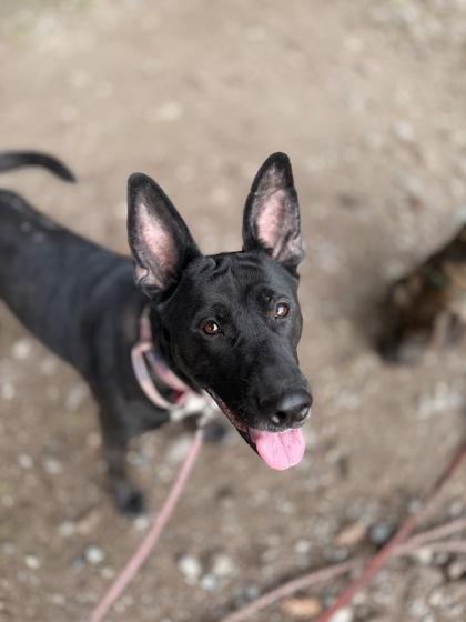 Walla Walla, Adoptable, Adult Female Labrador Retriever & Shepherd.