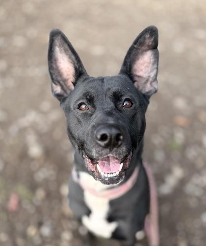 Enlarge Walla Walla, a Adoptable mixed breed in Burlington, WA image 2/3