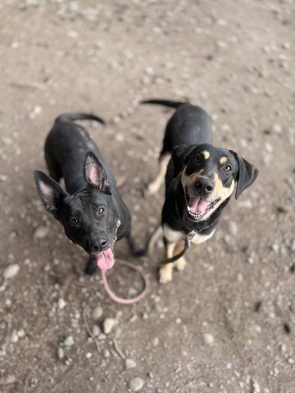 Enlarge Walla Walla, a Adoptable mixed breed in Burlington, WA image 3/3