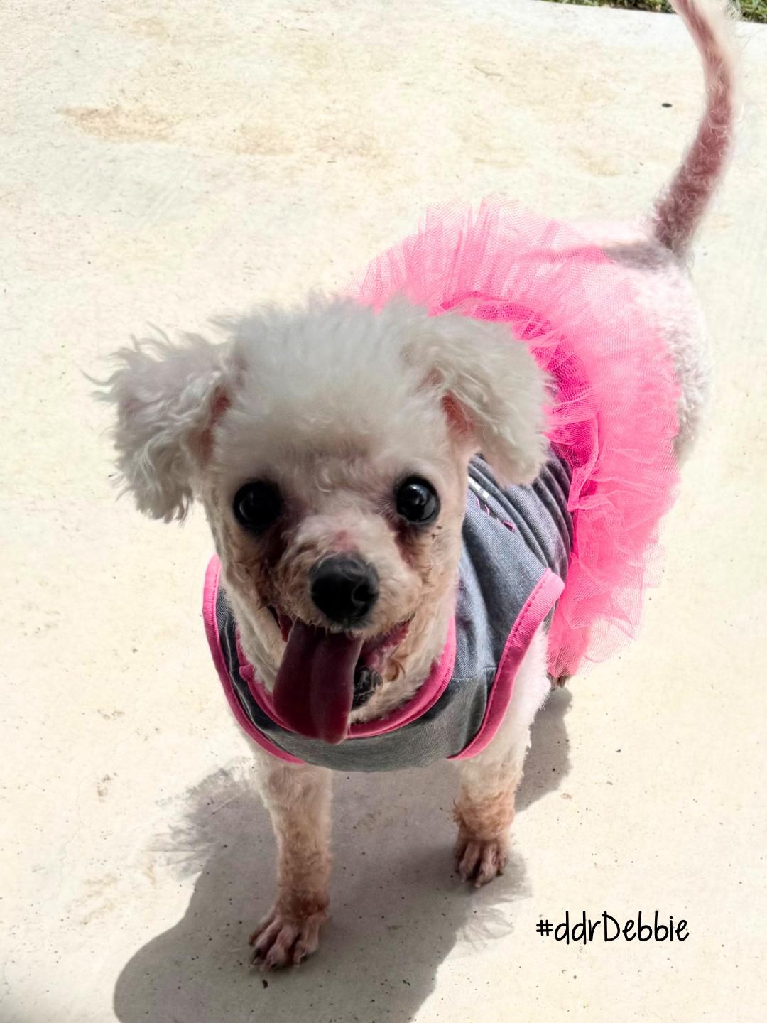 Debbie, a ADOPTABLE Maltipoo in Garland, TX image 4/4