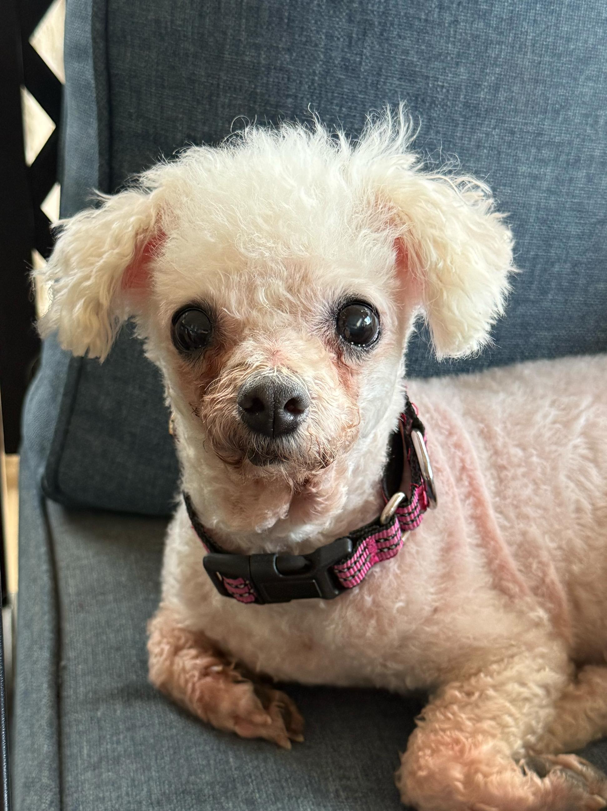 Debbie, a ADOPTABLE Maltipoo in Garland, TX image 3/4