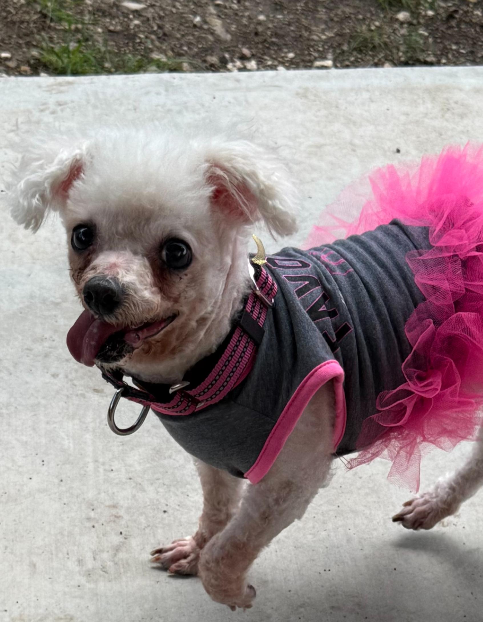 Debbie, a ADOPTABLE Maltipoo in Garland, TX image 1/4