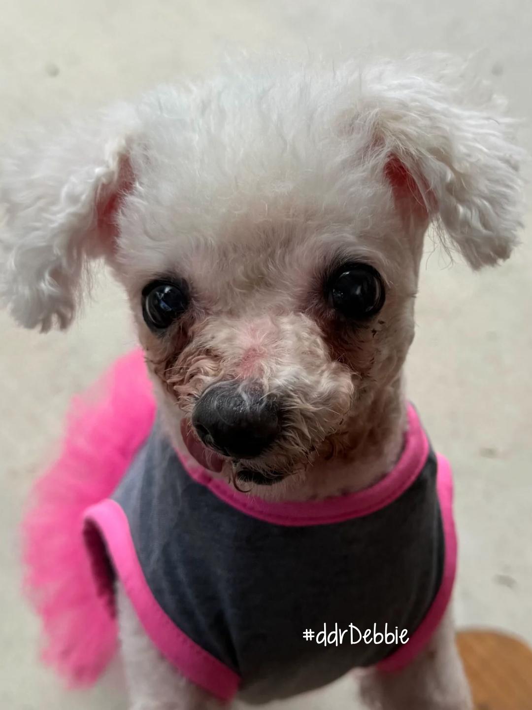 Debbie, a ADOPTABLE Maltipoo in Garland, TX image 2/4