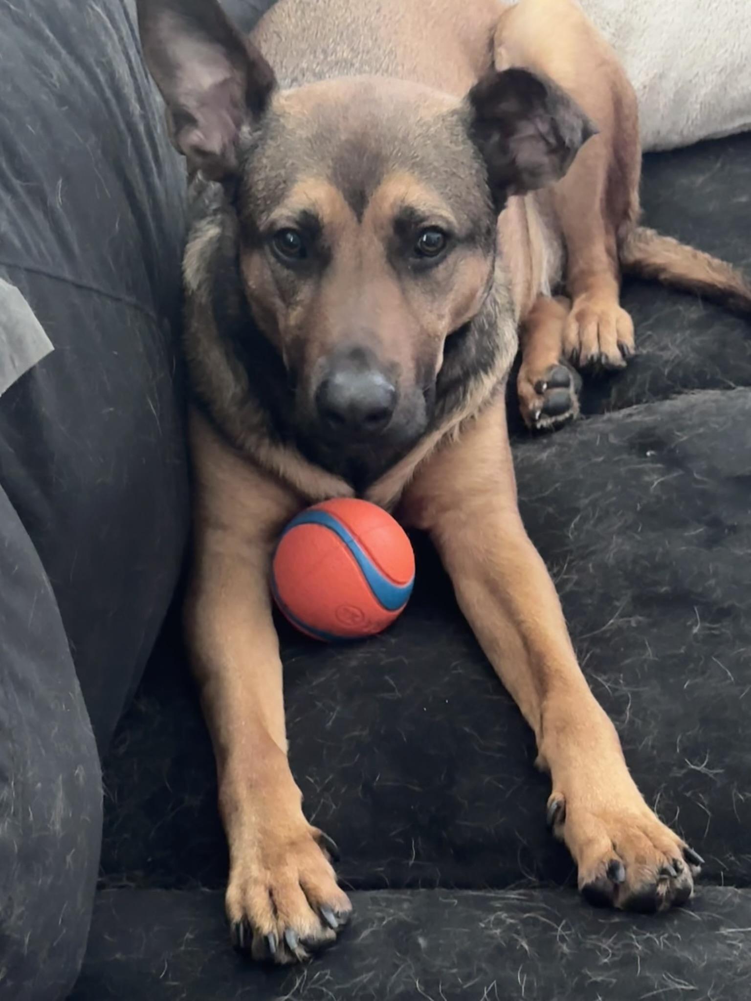 Lenard, a Adoptable mixed breed in Lafayette, CA image 2/3