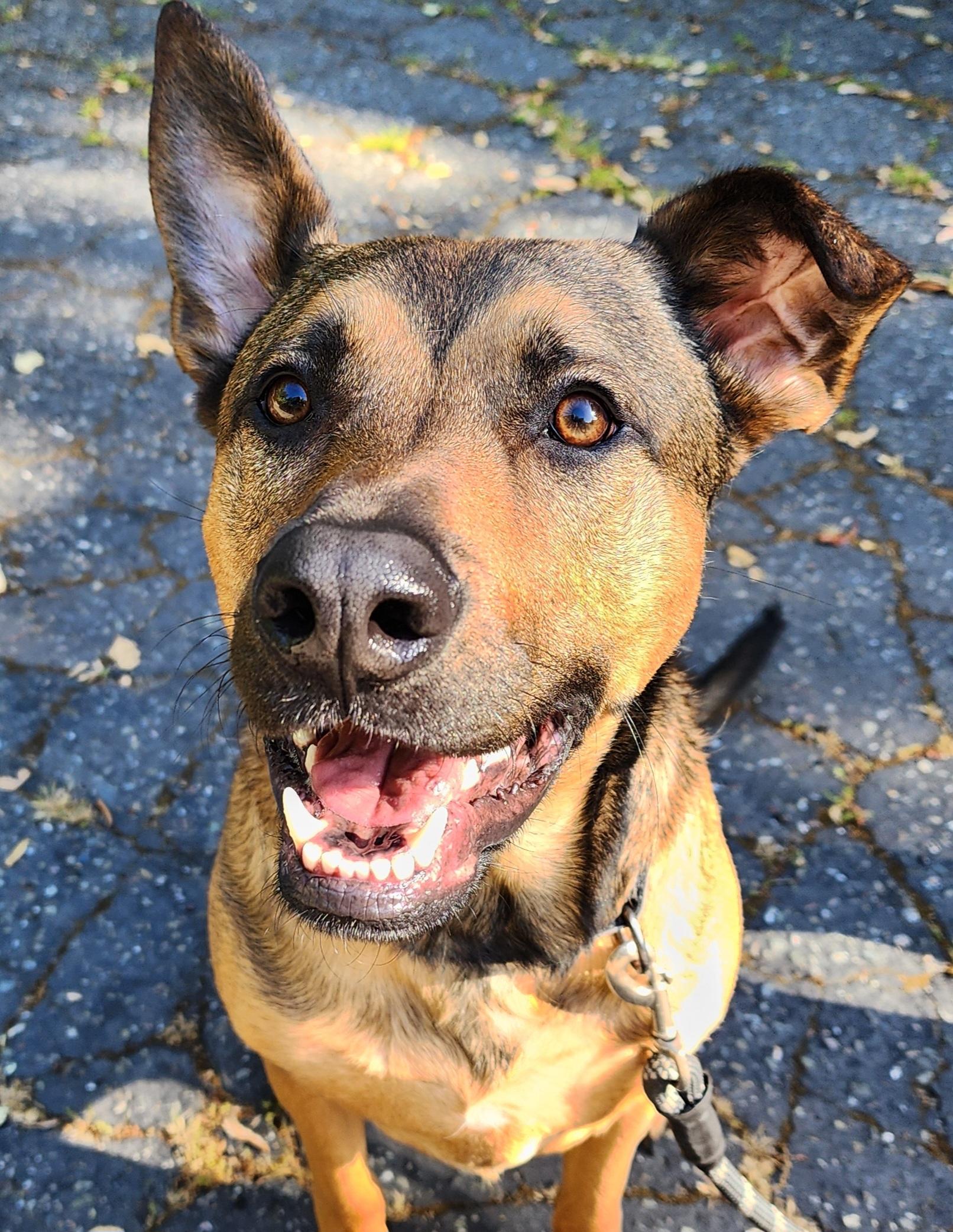 Lenard, a Adoptable mixed breed in Lafayette, CA image 1/3