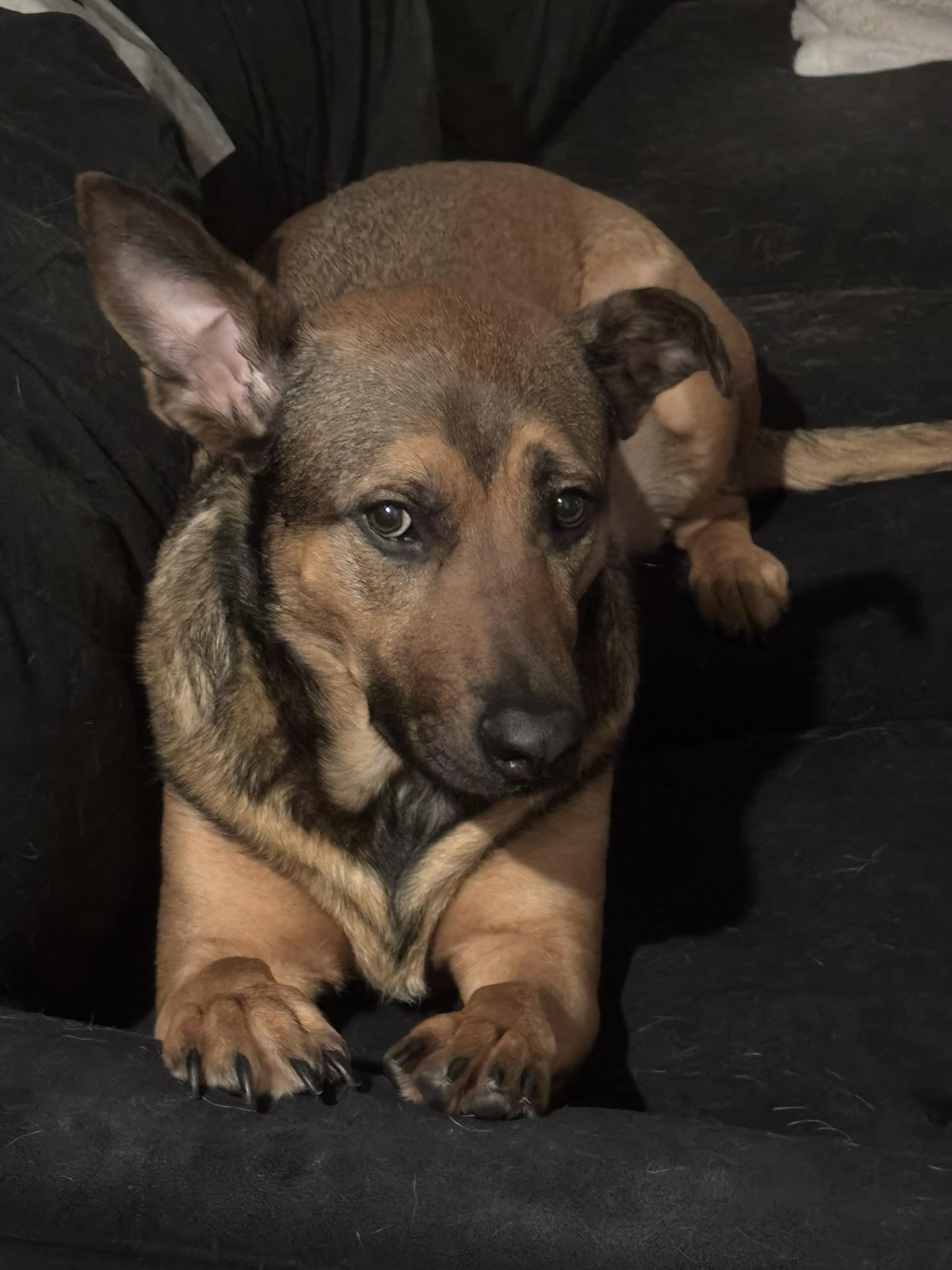 Lenard, a Adoptable mixed breed in Lafayette, CA image 3/3