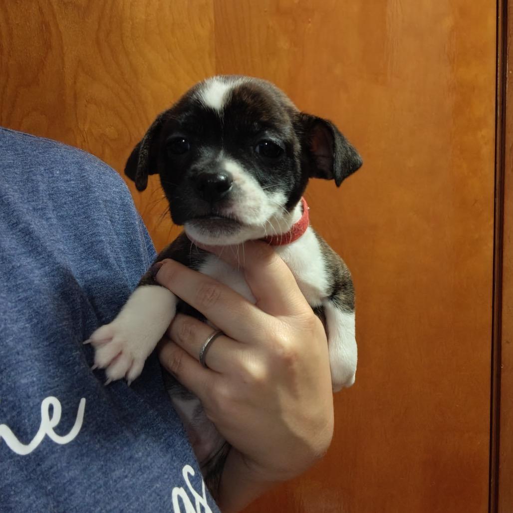 Enlarge Lucy, a Adoptable mixed breed in Chicago, IL image 6/6