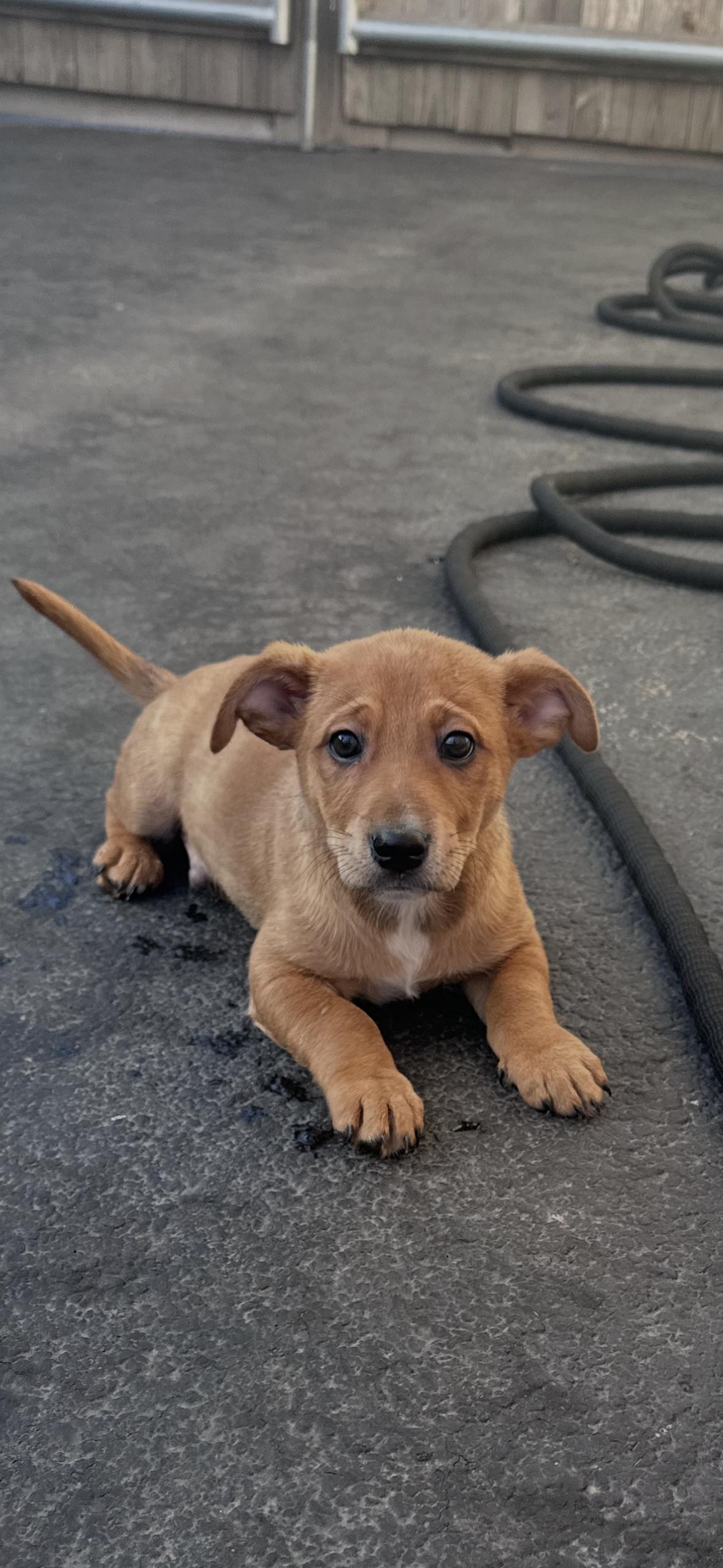 Cumin, ADOPTABLE, Puppy Male Golden Retriever.