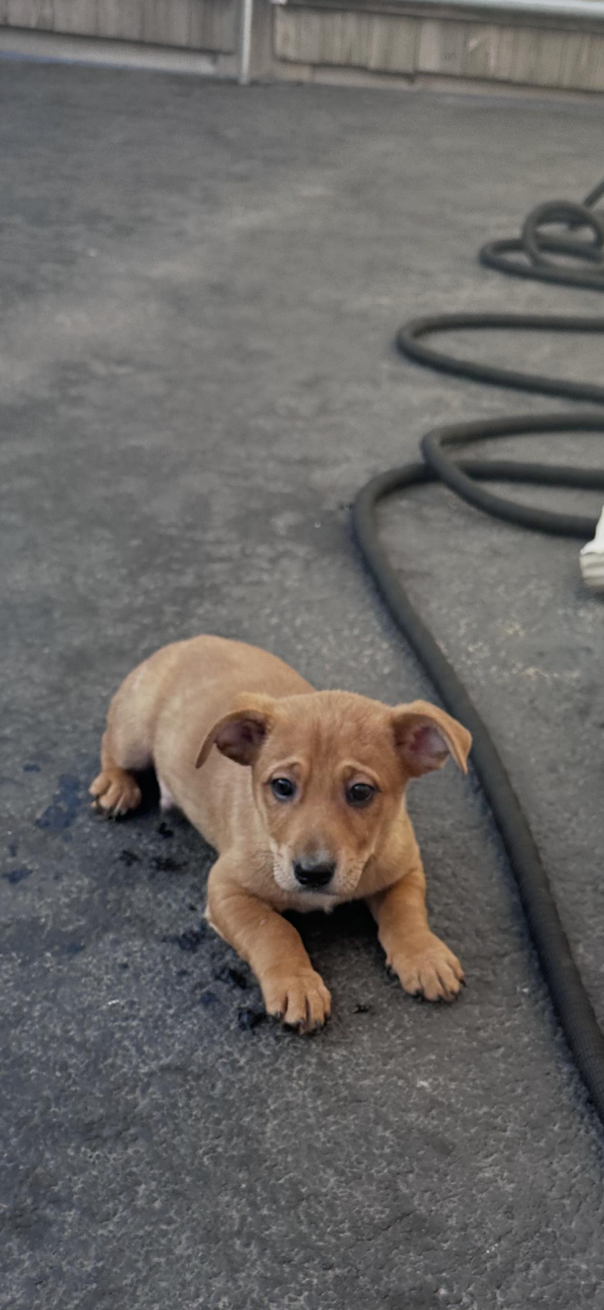 Enlarge Cumin, a ADOPTABLE mixed breed in Arlington Heights, IL image 5/5